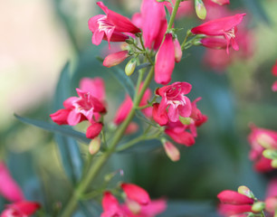 Fototapeta na wymiar close up of Scarlet bugler flower, Beardlip penstemon