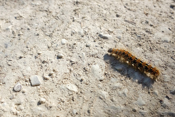 Caterpillar crawling on the ground, African mopane worm
