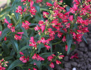 close up of Scarlet bugler flower, Beardlip penstemon