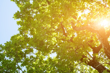 Green oak leaves against the blue sky with clouds
