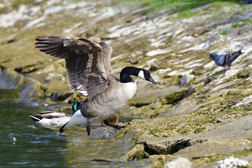 Kanadagans am Ammersee