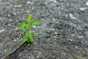 The seedling are growing from the rich soil to the morning sunlight that is shining, ecology concept.