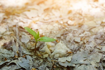 The seedling are growing from the rich soil to the morning sunlight that is shining, ecology concept.