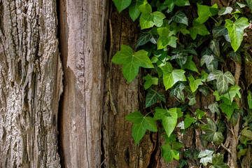 Ivy against e desaturated trunk