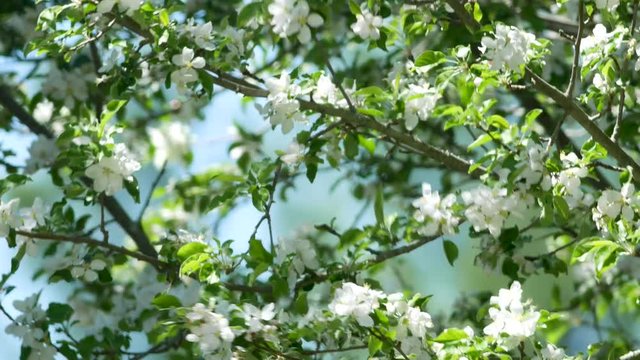 Video of apple tree blossoms and branches blowing in the wind with petals falling.