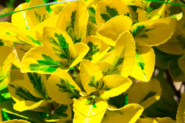 Yellow green leaves