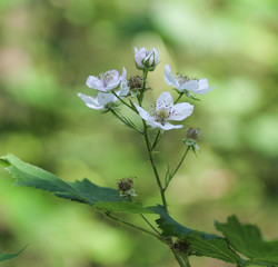 Close up of Blackberry flower, Rubus fruticosus, blooming in spring