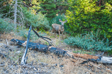 Beautiful mule deer in the forest