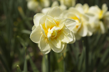 Naklejka na ściany i meble First in series daffodil focus offers leadership and fresh start symbol