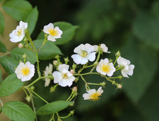 Close up of a flower of the Prunus avium, commonly called wild cherry, sweet cherry, or gean