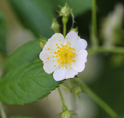 Obraz premium Close up of a flower of the Prunus avium, commonly called wild cherry, sweet cherry, or gean