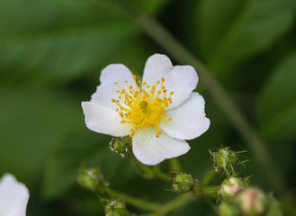 Obraz premium Close up of a flower of the Prunus avium, commonly called wild cherry, sweet cherry, or gean