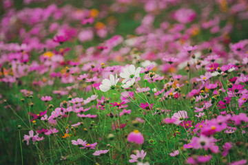 Obraz na płótnie Canvas White flower among purple flower in garden (Vintage filter)