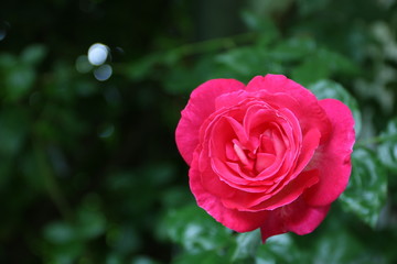 Pinke Rosenblüte mit herzförmigen Blütenblättern