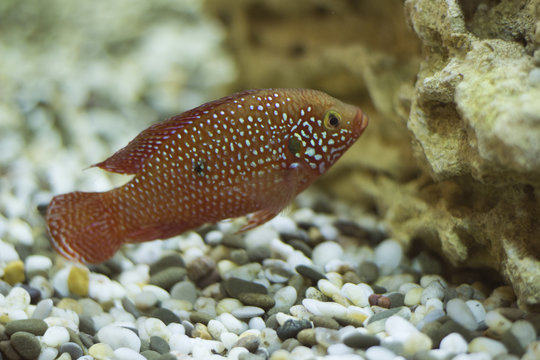 small aquarium fish on a pebble background close-up