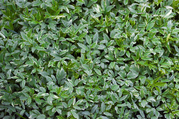 Green leaves close-up, texture, background