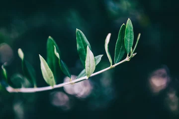Abwaschbare Fototapete Olivenbaum Grüne Blätter eines Olivenbaums auf dunklem Hintergrund, Bild mit Retro-Tonung