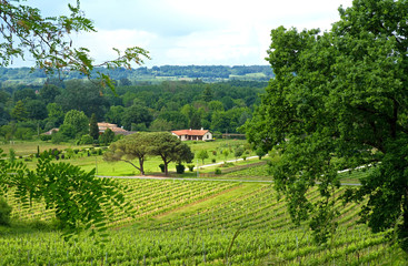 Fototapeta na wymiar Weinanbau in Frankreich