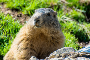 Marmotte