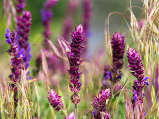 Purple flowers. Salvia officinalis. Herbal plant.