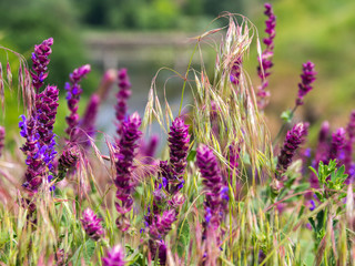 Purple flowers. Salvia officinalis. Herbal plant.