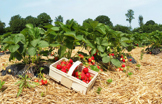 Erdbeerfeld mit Korb - Erdbeeren selber pflücken