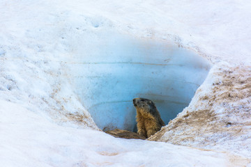 Marmotte dans la neige