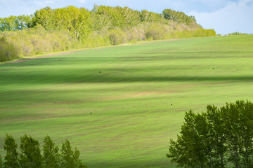Green field under the bright sun.