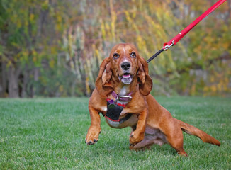 happy basset hound on fresh green grass and her owner holding a leash on a hot summer day