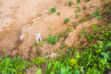 Little cute white cat