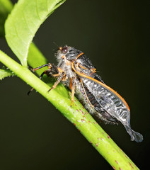 macro of a freshly emerged cicada