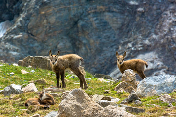 Chamois : chevreaux de l'année