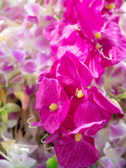beautiful orchid flower, bouquet of orchid flower