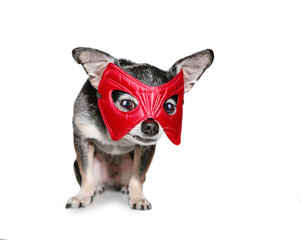 cute chihuahua with a super hero mask on