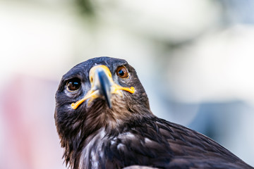 Aviemore Predator