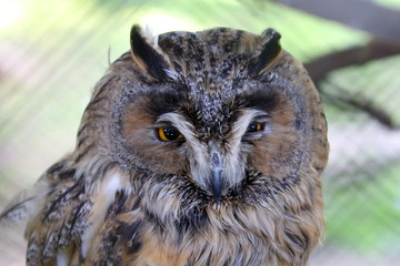 Long-eared owl. Beautiful image of the owl. Ukraine. 