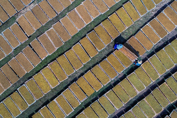 Aerial view of workers are drying Tobacco.