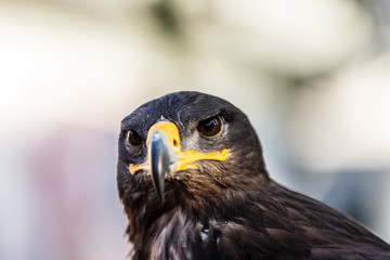 Aviemore Predator