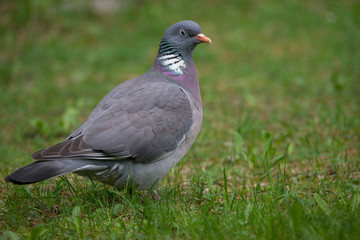 Columba palumbus