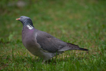 Columba palumbus (looking for the heavens)