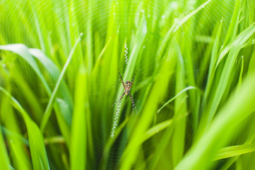 Spider in rice fields 