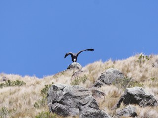 Ecuador Condor