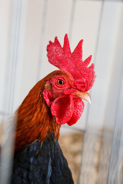 Rooster in a cage at a fair