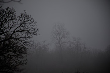 Landscape with beautiful fog in forest on hill or Trail through a mysterious winter forest with autumn leaves on the ground. Road through a winter forest. Magical atmosphere. Azerbaijan