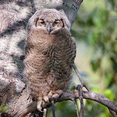 great horned owlets
