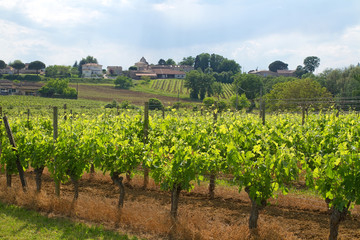 Fototapeta na wymiar Weinanbau in Frankreich