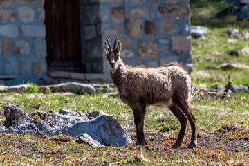 Chamois