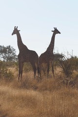 Giraffe South Africa