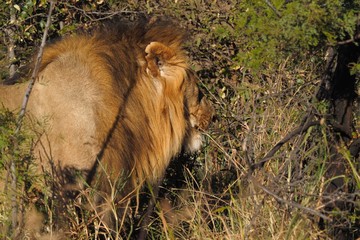 South African male lion