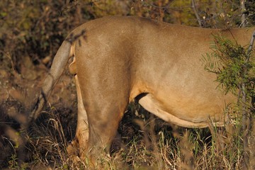 South African male lion